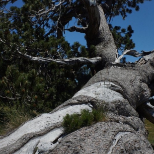 Pinus leucodermis